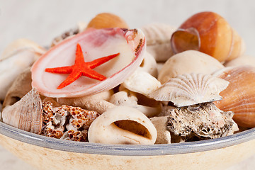 Image showing Sea shells