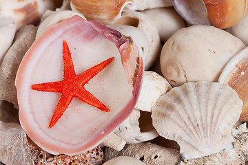 Image showing Sea shells