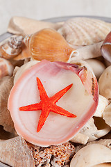 Image showing Sea shells