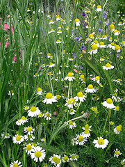 Image showing ox-eye daisies