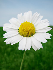 Image showing camomile