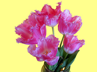 Image showing  bunch of tulips