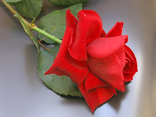 Image showing red rose