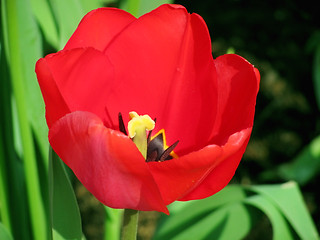 Image showing tulip