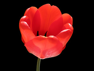 Image showing red tulip