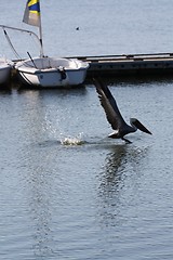 Image showing Pelican Landing