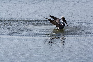 Image showing About to land