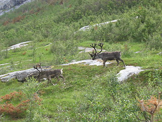 Image showing Reindeer in Norway