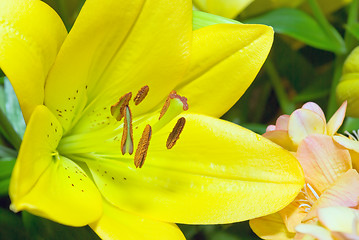 Image showing Lily