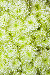 Image showing chrysanthemum flowers