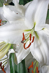 Image showing white lily