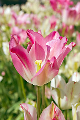 Image showing Tulip