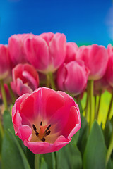 Image showing tulips