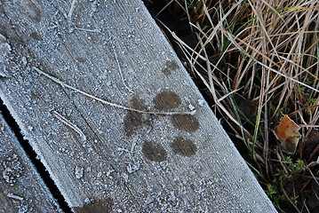 Image showing Animal track in frost