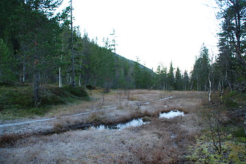 Image showing Morning frost in Norway