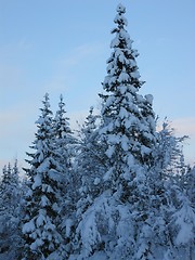 Image showing Winter wonderland