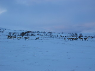 Image showing Reindeer in Arctic Circle northern Norway