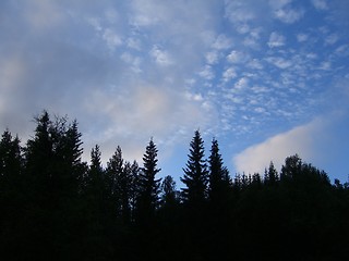 Image showing Trees in the sky