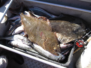 Image showing Halibut