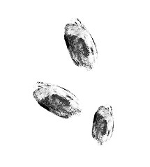 Image showing Fingerprints