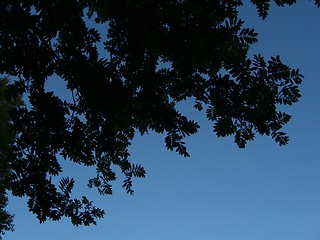 Image showing leafs in the sky