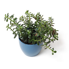 Image showing Potted plant