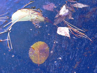 Image showing leaf in ice05