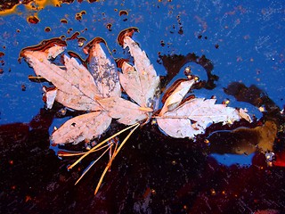 Image showing leaf in ice06