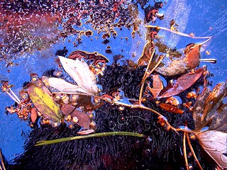 Image showing leaf in ice07