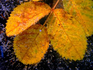 Image showing leaf in ice08