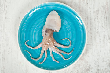 Image showing Octopus