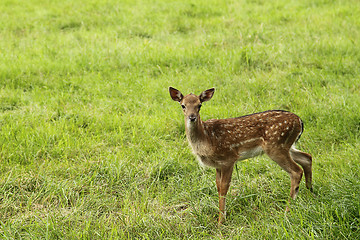 Image showing Small doe in zoo