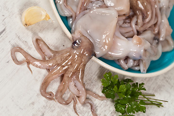 Image showing Octopus