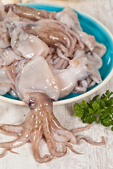 Image showing Octopus