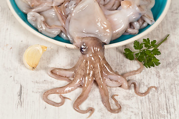 Image showing Octopus