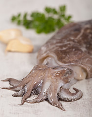 Image showing Raw Cuttlefish