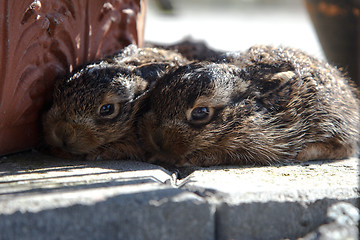 Image showing Lepus europaeus