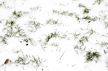 Image showing grass in snow