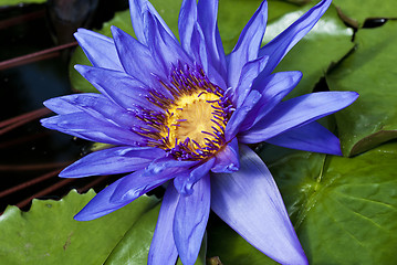 Image showing Tropical Waterlily