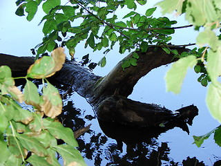 Image showing LOG IN A POND