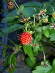 Image showing wild strawberry