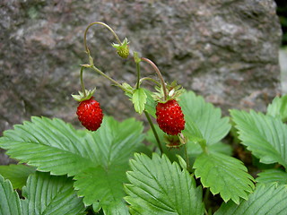 Image showing wild strawberry