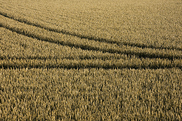 Image showing Tyre tracks in cornfield