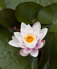 Image showing Water lily