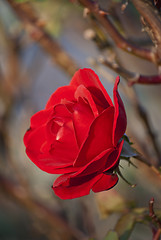 Image showing Autumn Rose