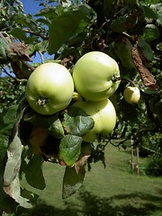 Image showing tree apples