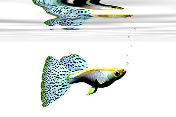 Image showing FANCY GUPPY