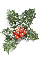 Image showing Real holly berries and leave