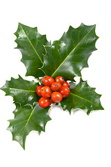 Image showing no captionReal holly berries and leave