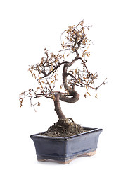 Image showing deceased bonsai tree